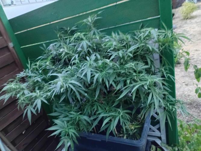 Strength and Medical Mass. Week 24