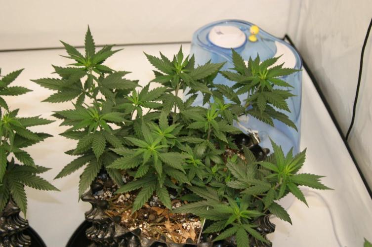Ayyy Caramba, Mr. Bumblebee! 😹🐝. Week 9