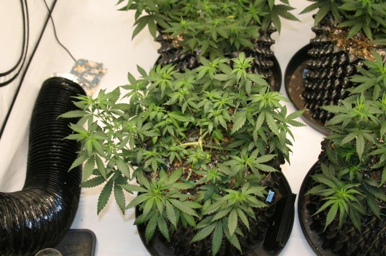 Luzid Mendo Crème Dream 🍦😺. Week 9