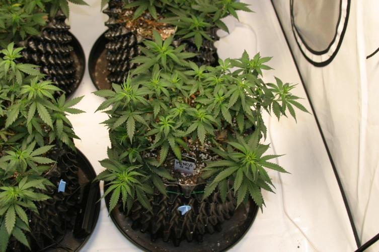 Luzid Mendo Crème Dream 🍦😺. Week 9