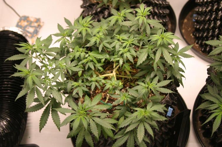 Luzid Mendo Crème Dream 🍦😺. Week 9