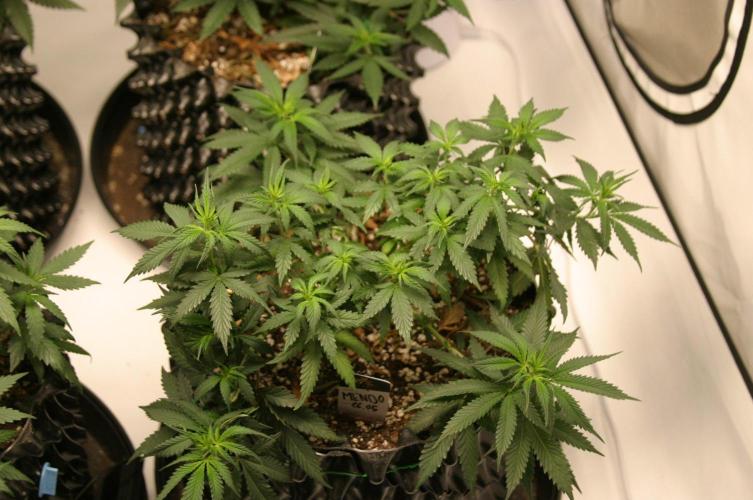 Luzid Mendo Crème Dream 🍦😺. Week 9