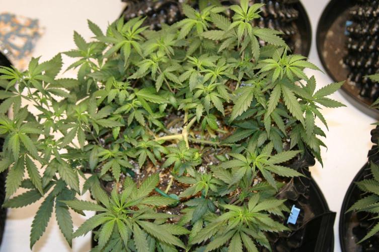 Luzid Mendo Crème Dream 🍦😺. Week 9