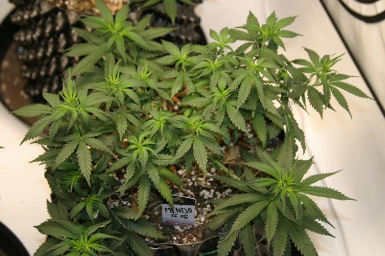 Luzid Mendo Crème Dream 🍦😺. Week 9