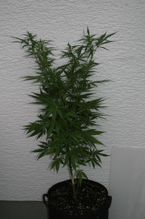 I know what you planted last summer. Week 12