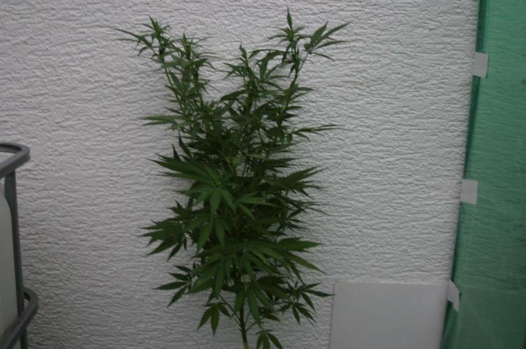 I know what you planted last summer. Week 12
