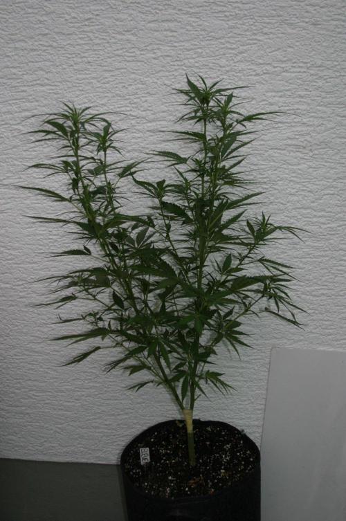 I know what you planted last summer. Week 12