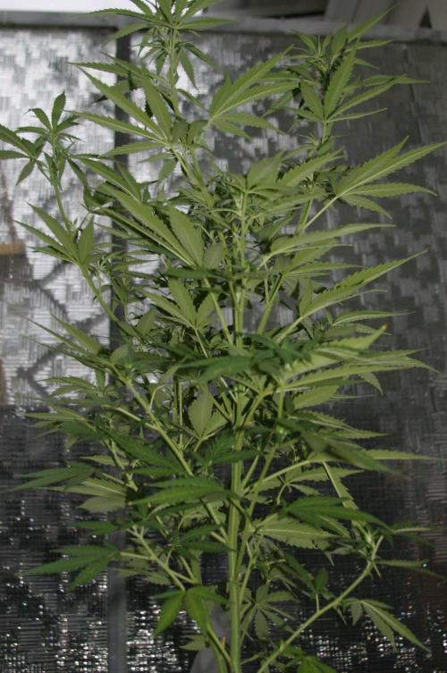 I know what you planted last summer. Week 12