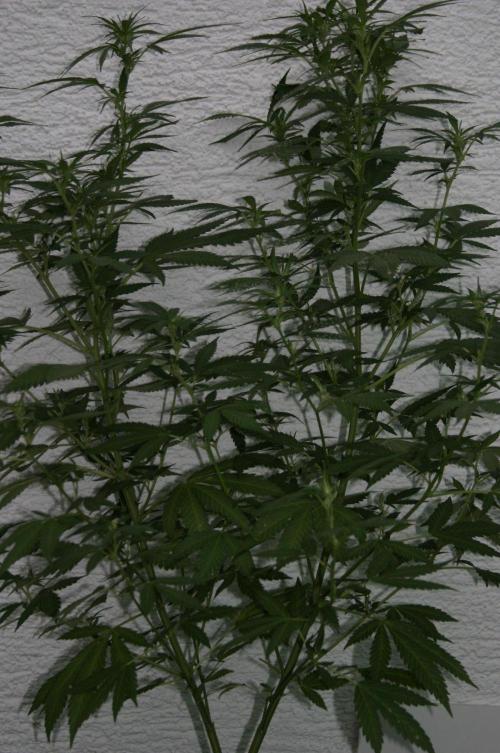 Photosynthesis on the Burnerphone. Week 12