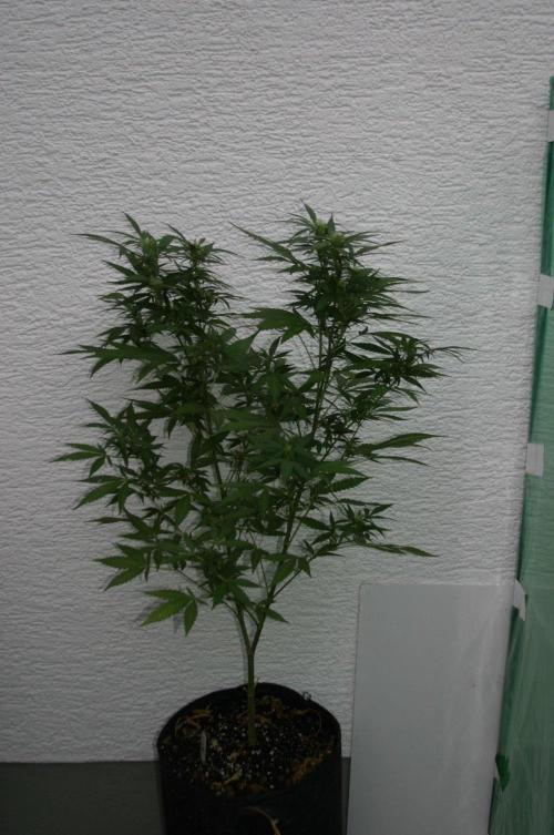 Green Thumbs at the Traphouse. Week 12