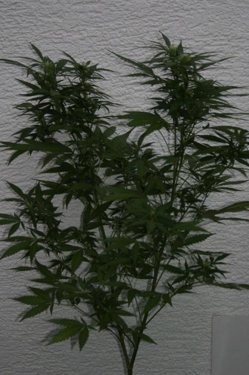 Green Thumbs at the Traphouse. Week 12