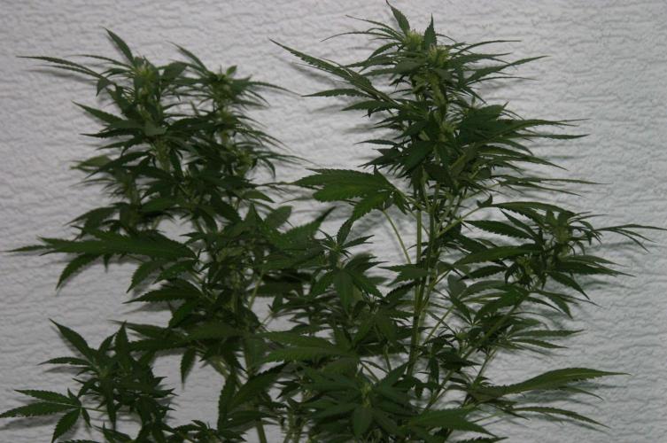 Green Thumbs at the Traphouse. Week 12