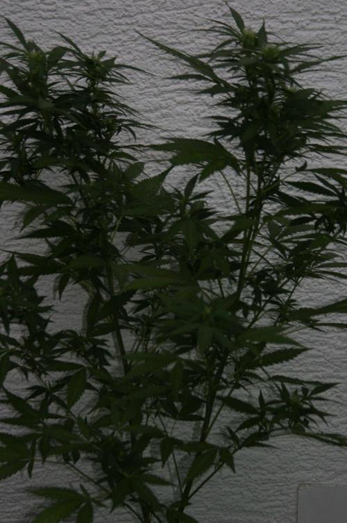 Green Thumbs at the Traphouse. Week 12