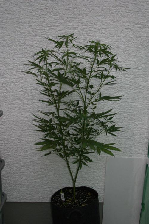 Between Growth and Madness. Week 12