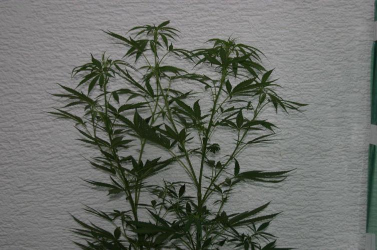 Between Growth and Madness. Week 12