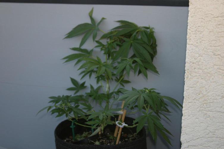 BubblegumXL op de Straaaaat. Week 8