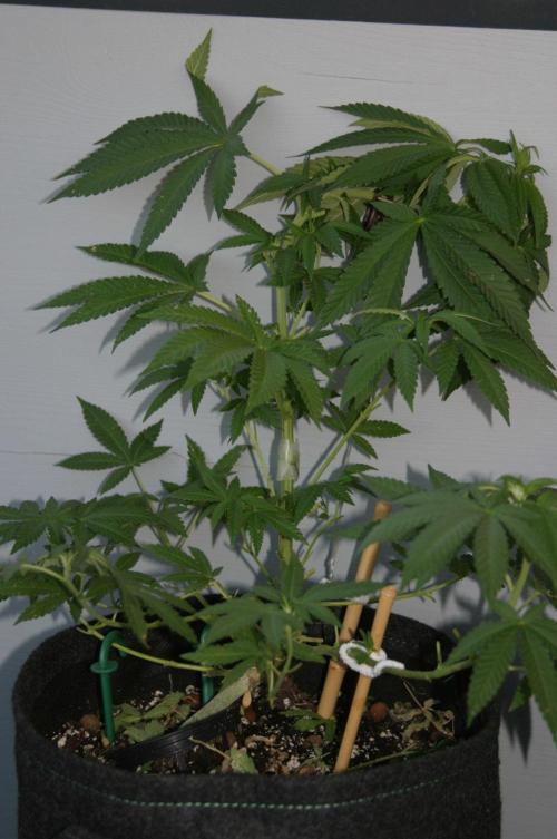 BubblegumXL op de Straaaaat. Week 8