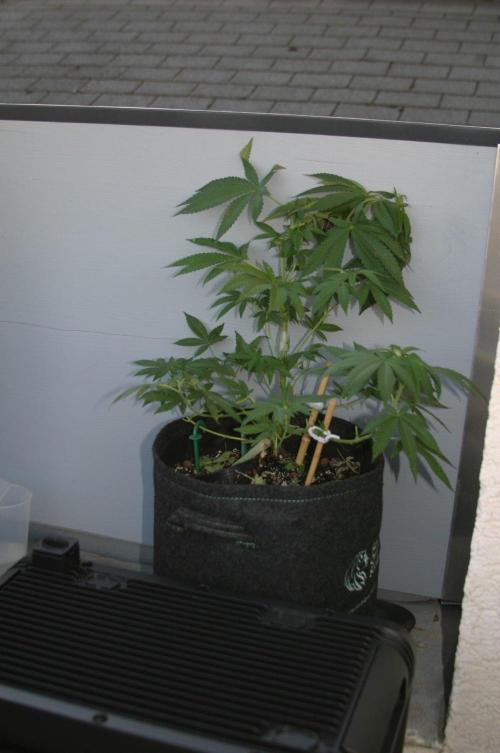 BubblegumXL op de Straaaaat. Week 8