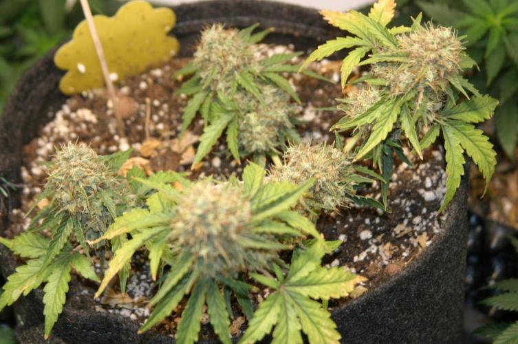 Wedding Cake Without a Bride ❤️‍?. Week 9