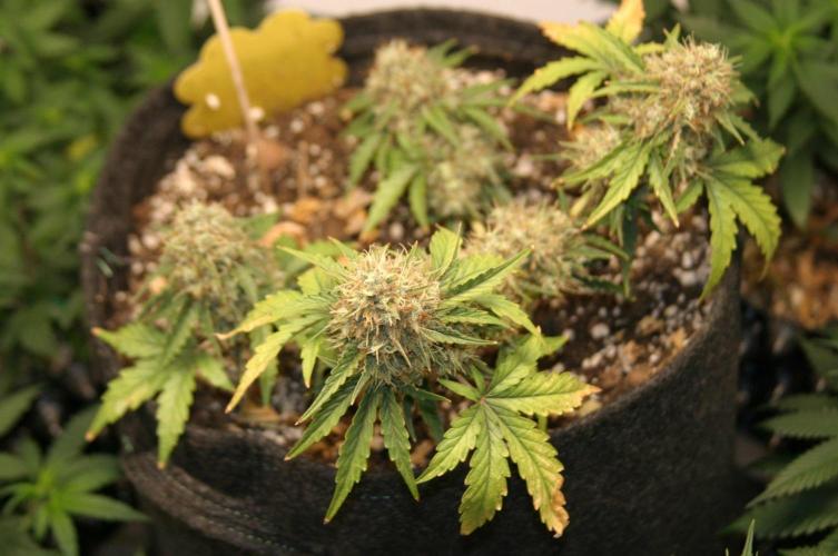 Wedding Cake Without a Bride ❤️‍?. Week 9