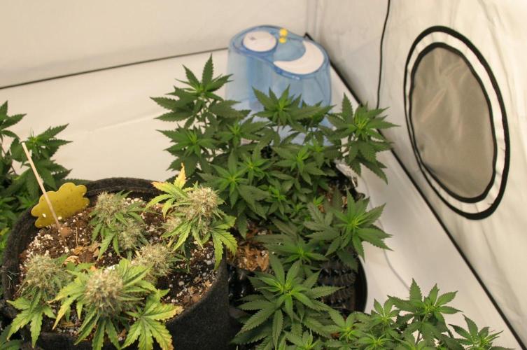 Wedding Cake Without a Bride ❤️‍?. Week 9