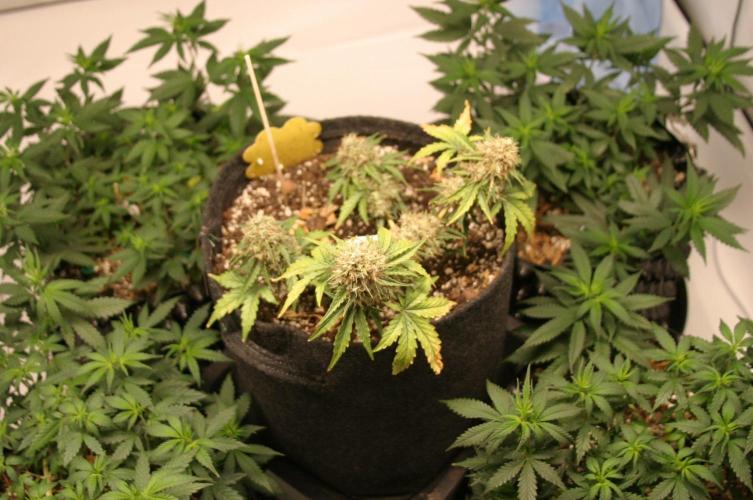 Wedding Cake Auto. Week 9
