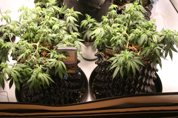 Luzid Mendo Crème Dream 🍦😺. Week 10