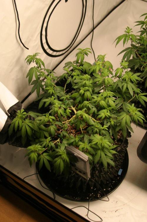 Luzid Mendo Crème Dream 🍦😺. Week 10