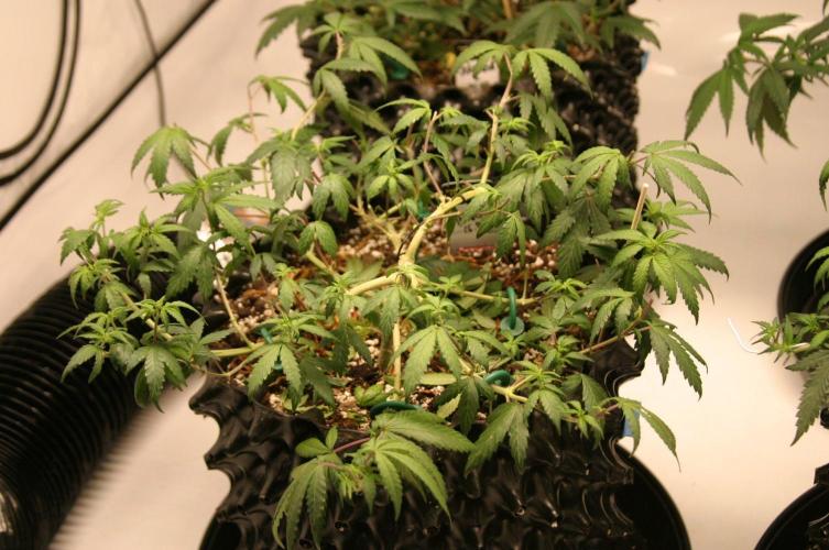 Luzid Mendo Crème Dream 🍦😺. Week 10