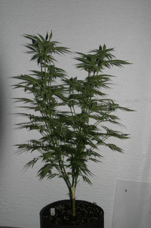 I know what you planted last summer. Week 13