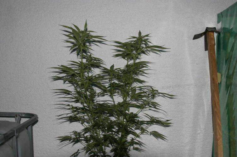 I know what you planted last summer. Week 13
