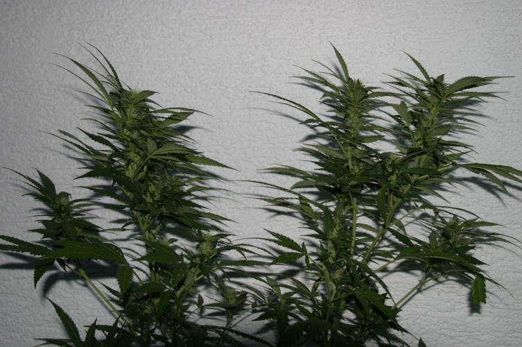 Green Thumbs at the Traphouse. Week 13