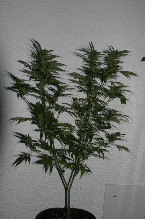 Green Thumbs at the Traphouse. Week 13
