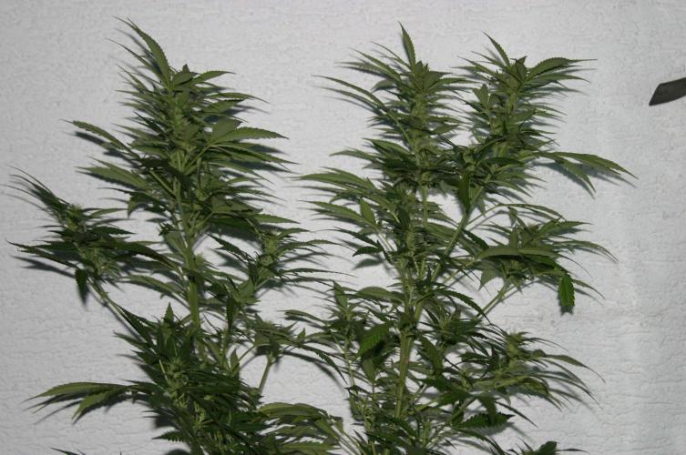 Green Thumbs at the Traphouse. Week 13