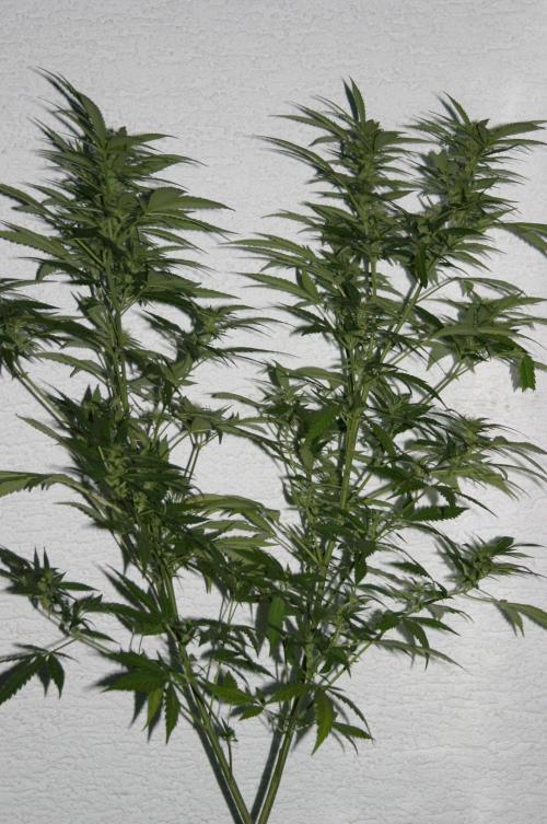 Green Thumbs at the Traphouse. Week 13