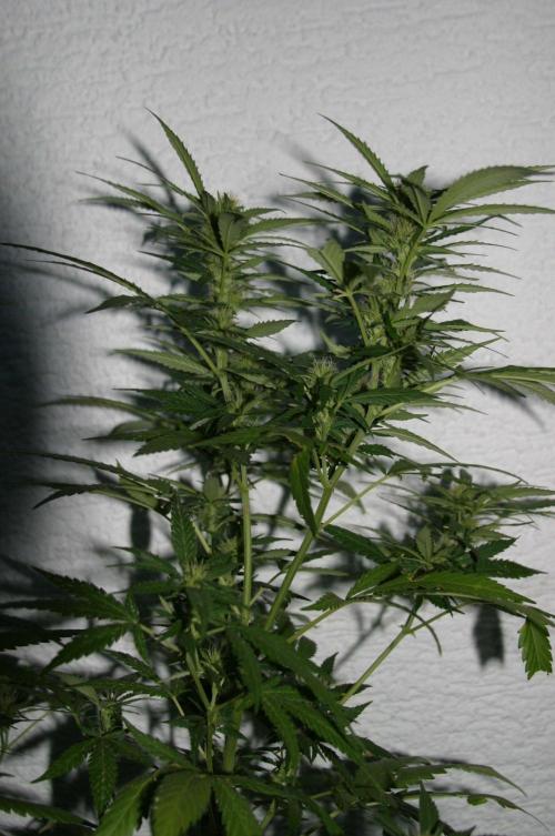 Sugar Black Rose Fast Version. Week 13
