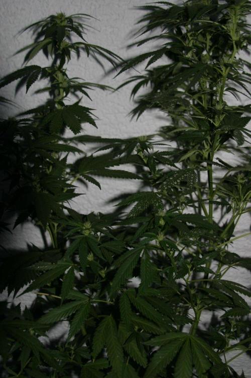 Photosynthesis on the Burnerphone. Week 13