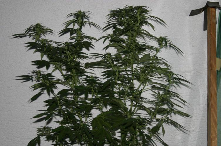 frux GROW ALL MIX PERLITE. Week 13