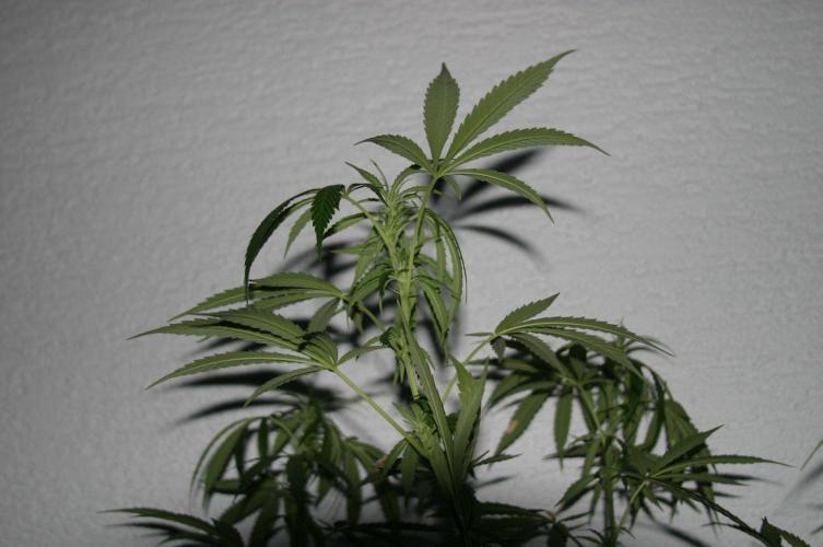 Between Growth and Madness. Week 13