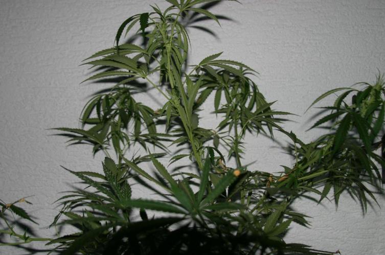 Between Growth and Madness. Week 13