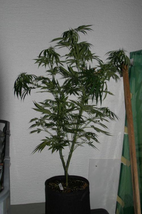 Between Growth and Madness. Week 13