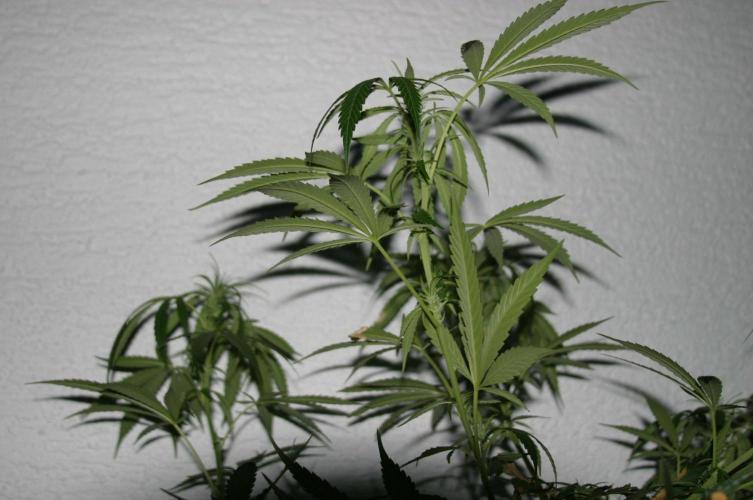 Between Growth and Madness. Week 13