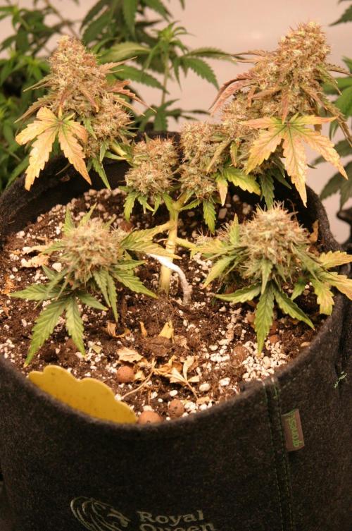 Wedding Cake Without a Bride ❤️‍?. Week 10