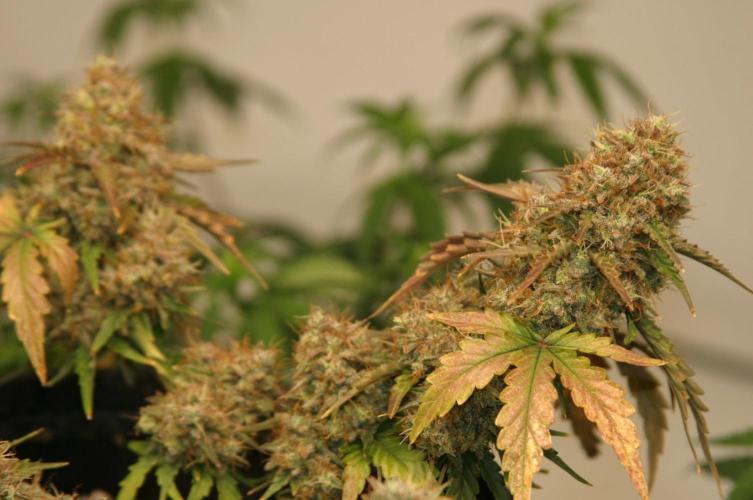 Wedding Cake Without a Bride ❤️‍?. Week 10