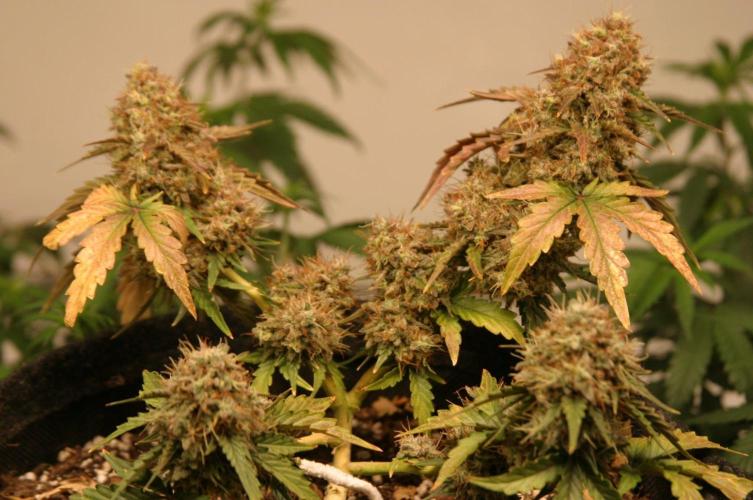 Wedding Cake Auto. Week 10
