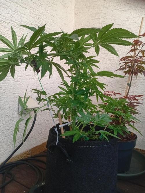 BubblegumXL op de Straaaaat. Week 9