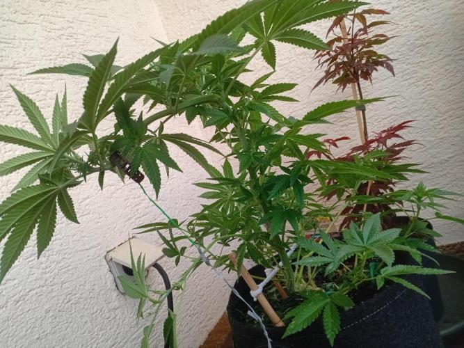 BubblegumXL op de Straaaaat. Week 9
