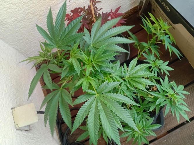 BubblegumXL op de Straaaaat. Week 9