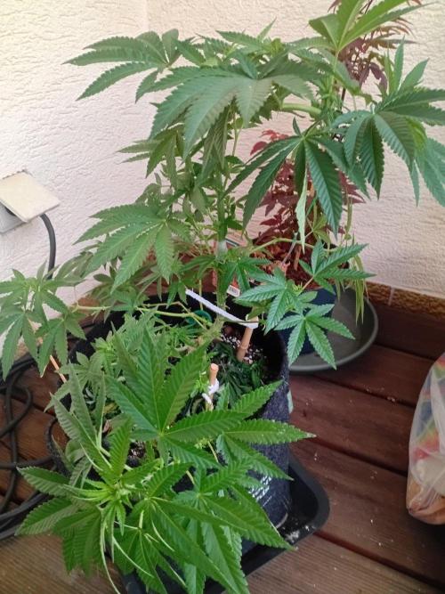 BubblegumXL op de Straaaaat. Week 9