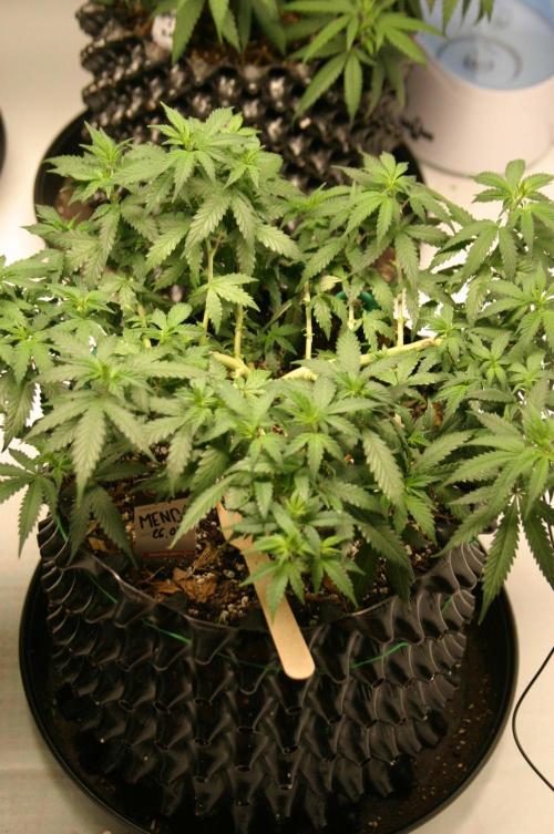 Luzid Mendo Crème Dream 🍦😺. Week 11